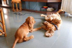 two dogs lying on the floor