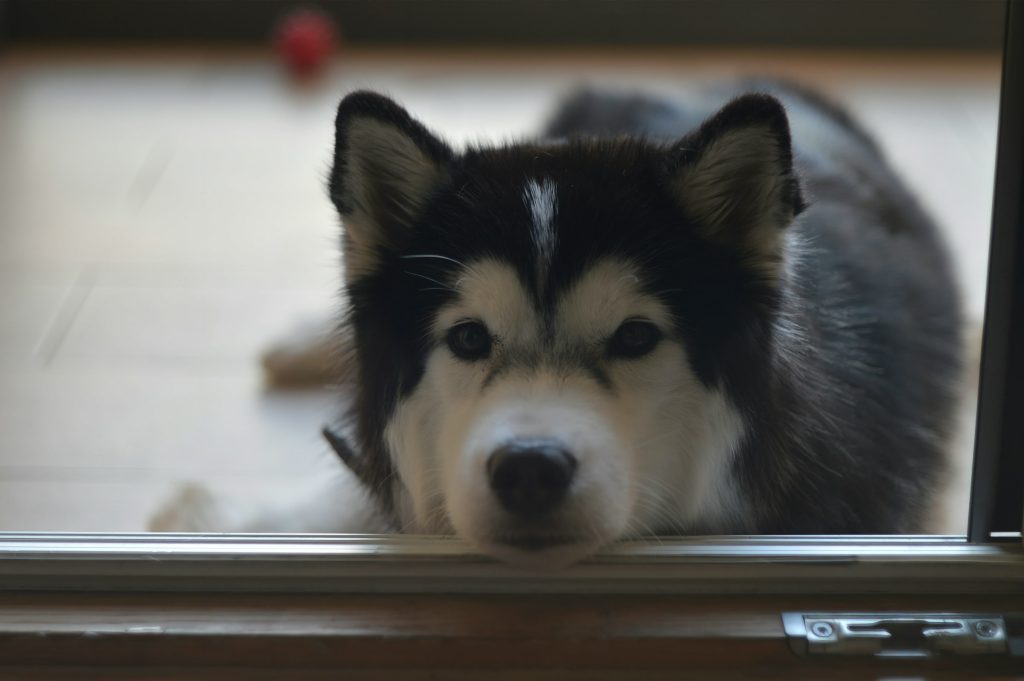 husky looking through window - apartment etiquette for pet owners