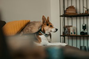 a dog with alert ears
