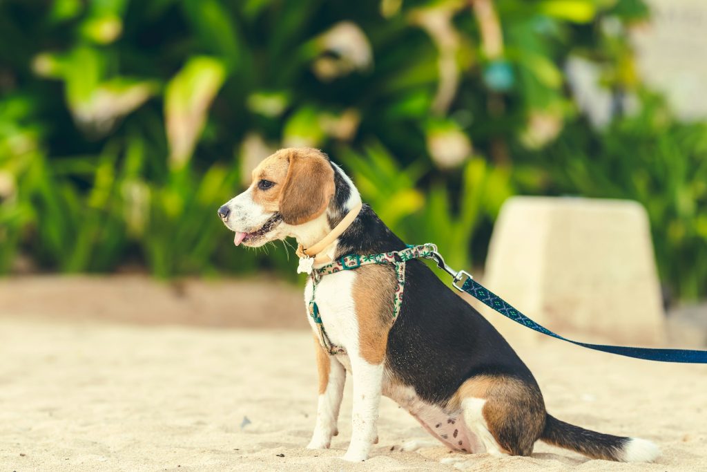 beagle on a leash - dog walking hacks for apartment dwellers
