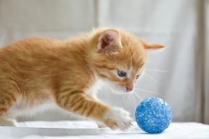 kitten playing with toy - cat enrichment ideas