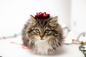 a kitten with a holiday ribbon on its head