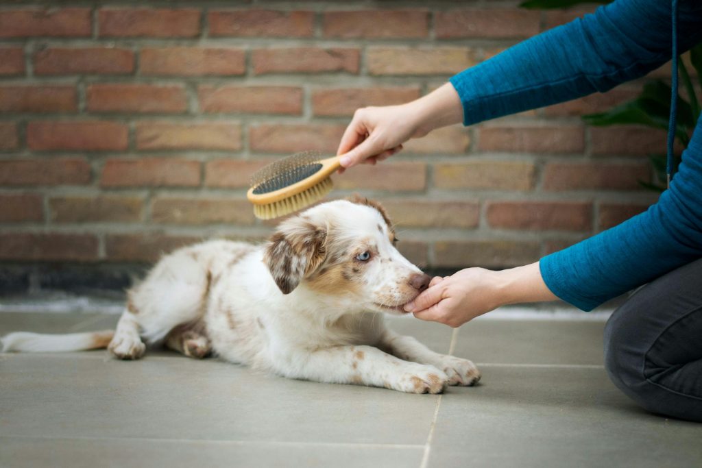 owner brushing dog - keep your apartment clean with pets