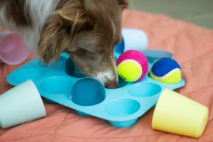 a dog playing with homemade toy