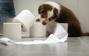 puppy with cleaning supplies - cleaning tips for pet owners