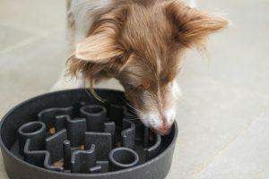 dog eating out of puzzle bowl