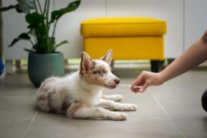 a puppy taking medicine