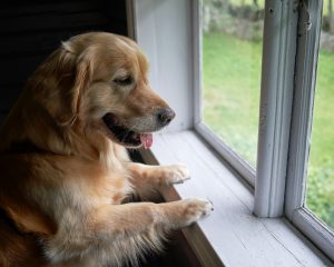 golden retriever looking out window - keep pets entertained