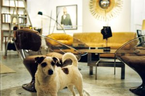 a small dog standing on the floor in an apartment