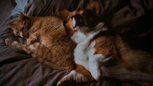 dog and cat laying in bed - low-maintenance pets for apartments