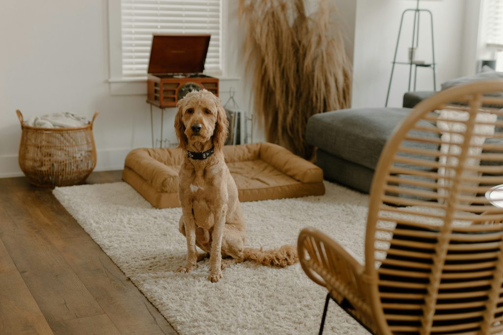 a dog sitting on a rug - pet-friendly apartment upgrades