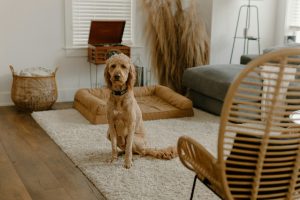 a dog sitting on a rug - pet-friendly apartment upgrades