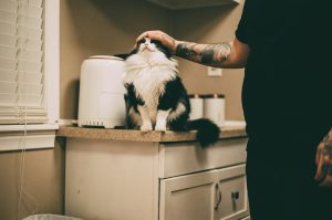 owner petting cat - keep a small apartment clean with pets
