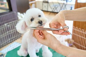 dog being groomed at home - budget pet care tips