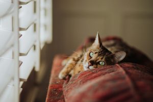 cat sunbathing by window - 11 Smart Ways to Keep Pets Cool in a Hot Apartment