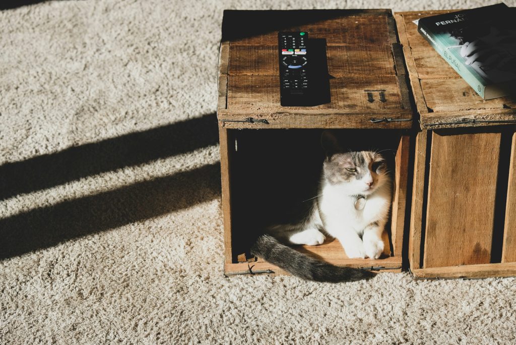 cat in a wooden box - pet furniture for apartments