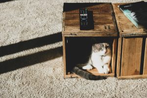 cat in a wooden box - pet furniture for apartments