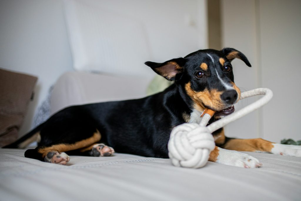 small dog chewing on a toy