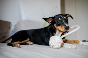 small dog chewing on a toy