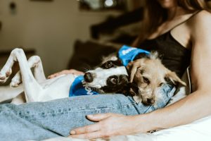 two small dogs in owners lap