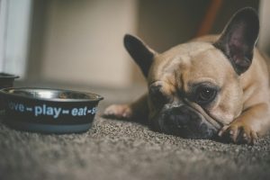 a dog lying on the floor next to a bowl