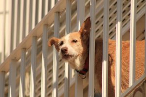 dog on a balcony - pet proof your balcony