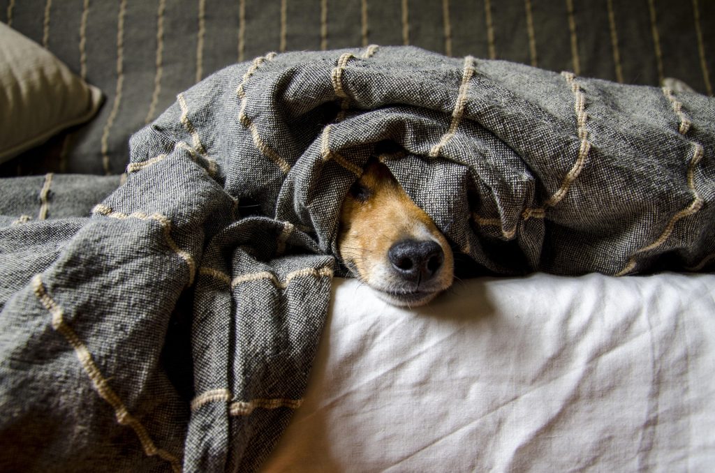 dog under blanket - cold weather products for apartment pets