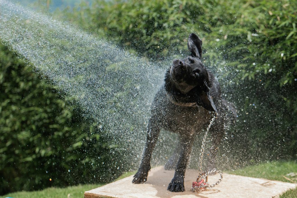 a dog being sprayed with a hose