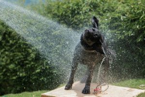 a dog being sprayed with a hose