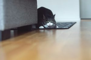 black and white cat playing with a toy - quiet pet products