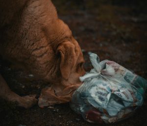 a dog eating trash
