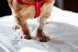 dog with injured leg - pet emergency