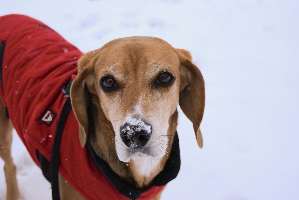 a dog in a winter coat - cold weather travel pet products