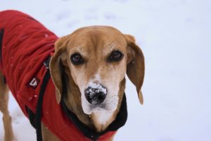 a dog in a winter coat - cold weather travel pet products