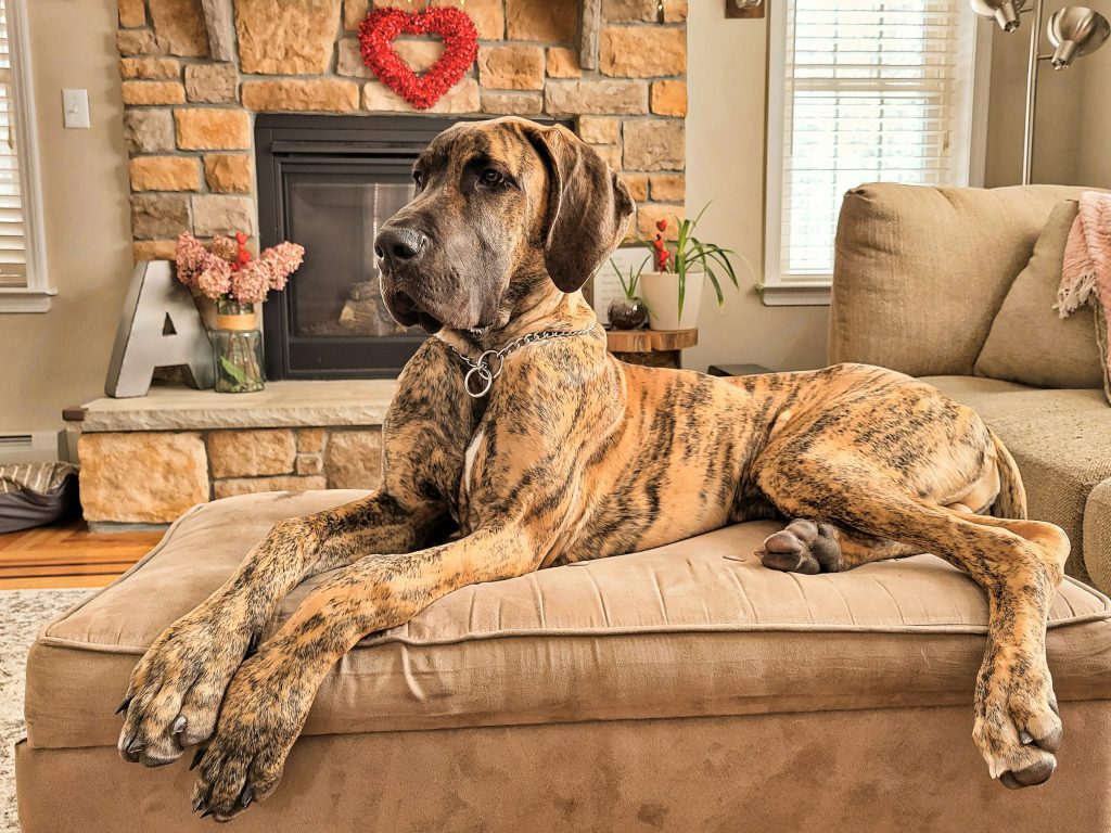 large dog laying on a couch - small apartment with a large dog
