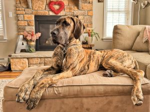 large dog laying on a couch - small apartment with a large dog