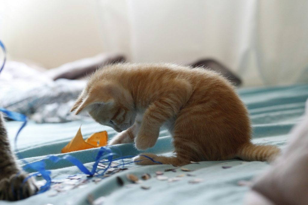 kitten playing with homemade toys