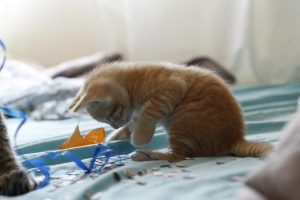 kitten playing with homemade toys