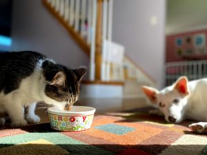a cat eating while a dog watches