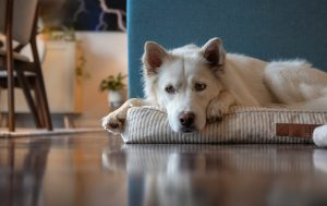 a white dog laying on a dog bed - fall pet products