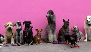 many different looking dogs