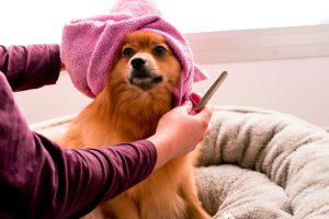 a small dog being groomed