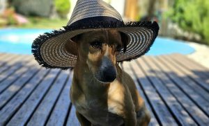 dog wearing hat - keep pets cool without ac