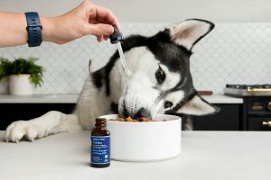 dog eating food with calming oil - calming products for pets