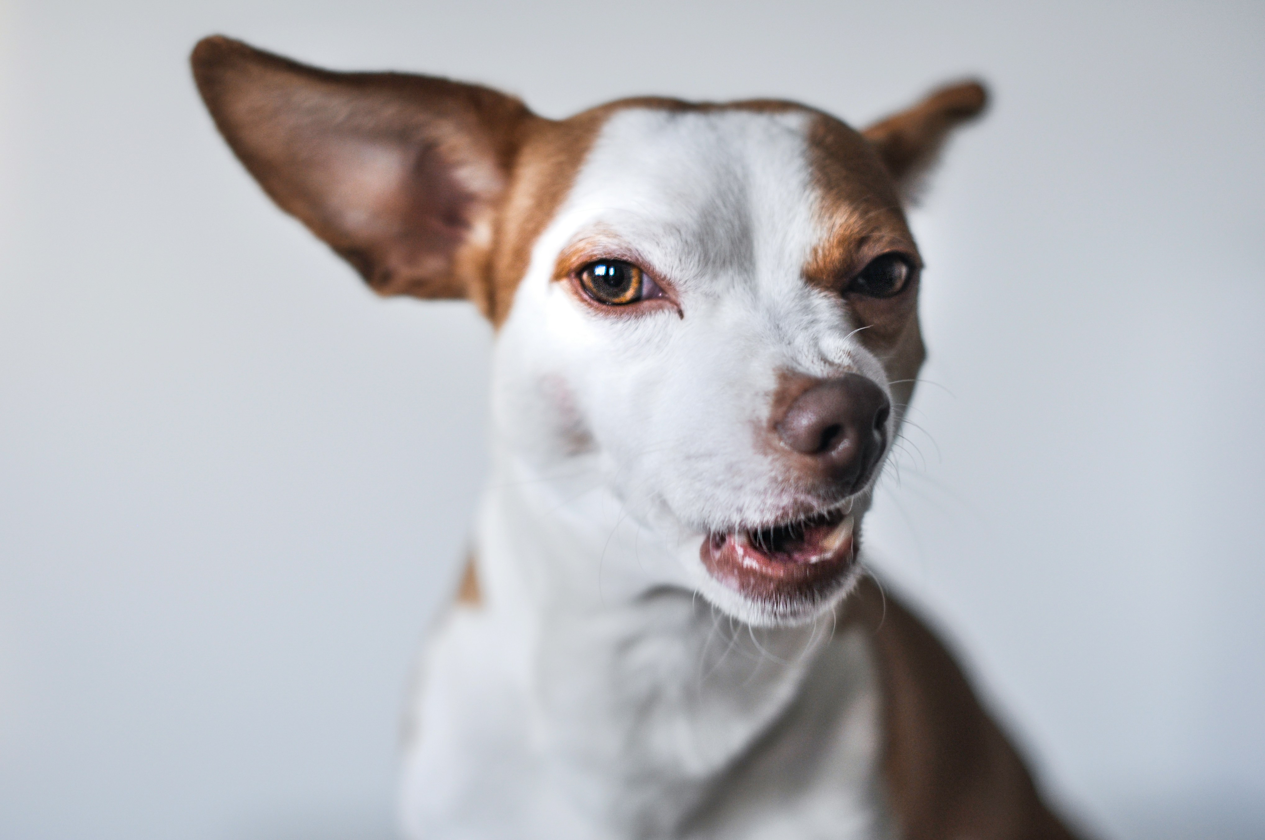 a close up of a dog wanting to bark