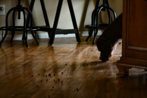 a dog cleaning up dog food