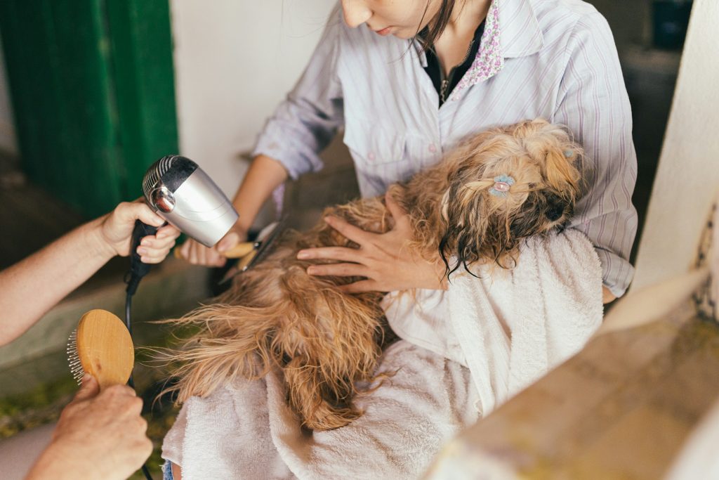 a dog being groomed at home - save money on pet care