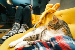 cat and owner sitting on couch - pet-proof your apartment