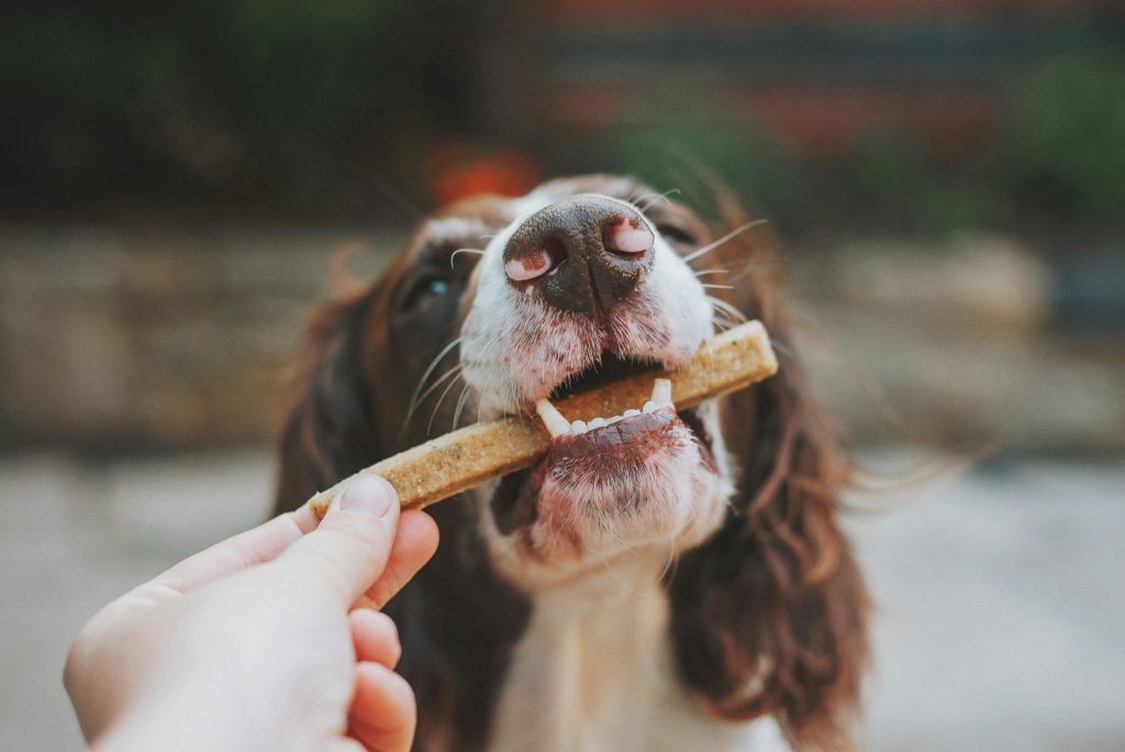 dog eating a oral health treat - pet ownership costs