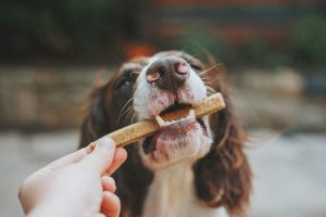 dog eating a oral health treat - pet ownership costs